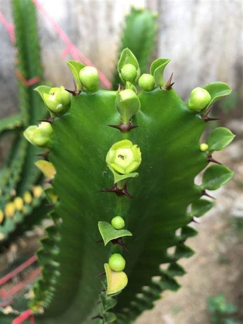 龍骨仙人掌開花